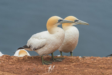 Behavior of wild migrating gannets at island Helgoland, Germany,