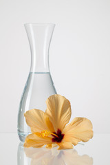 The vase with clean water and hibiskus flower
