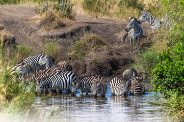 Eine Gruppe Zebras an einem Wasserloch