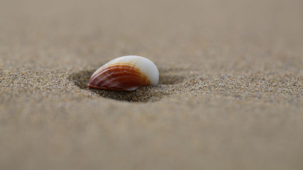  Beautiful white and orange shell