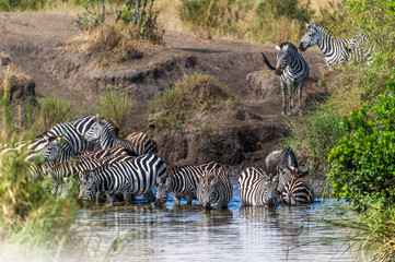 Fototapeta na wymiar Zebras an einem Wasserloch
