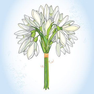 recommend clip art: Bouquet with ornate Snowdrop or Galanthus in white on the light blue background. Floral elements in contour style. Early spring flowers.