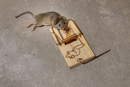The mouse in a mousetrap. Mouse captured. Death. Trap.