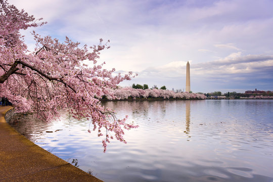 Washington DC, USA at the tidal basin with Washington Monument in spring season.