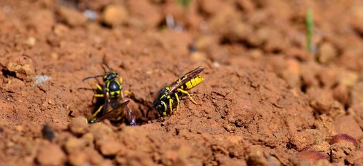 Worker wasps, Vespula germanica