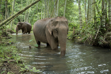 Fototapeta premium Elefantes en el rio