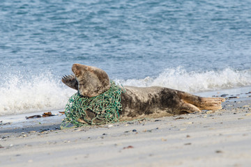 Naklejka premium Grey seal lying on the beach trapped in a fisherman's net