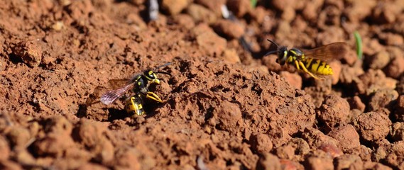 Worker wasps, Vespula germanica