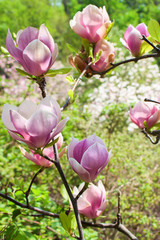 blossoming magnolia tree