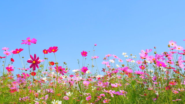 panning shot of cosmos flower field with blue sky