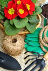 Gardening tools and beautiful red primula