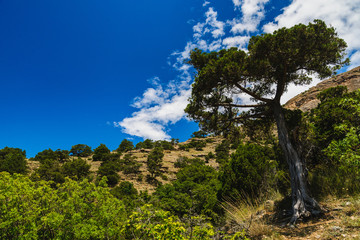Wooded mountain range