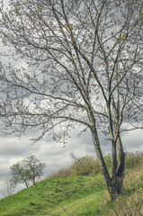 trees on a background of storm clouds