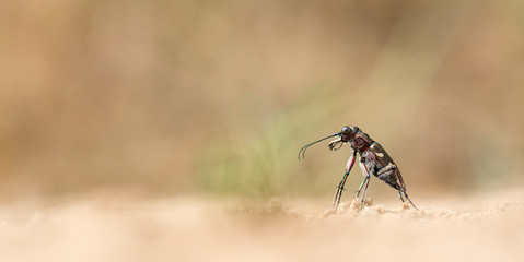 Sandlaufkäfer