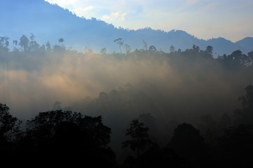 Obraz premium Foggy time..