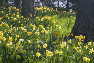 Oak Trees and Spellbinder Daffodils