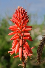Naklejka na ściany i meble Red flower Aloe in village Porto Levante , Vulcano, Aeolian Islands,Italy