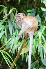 Monkey on a tree..