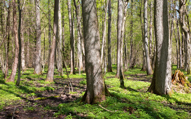 Riparian stand of Bialowieza Forest in sun