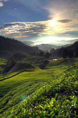 Cameron Highland, Malaysia..