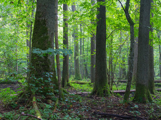 Old alder trees of Bialowieza Forest