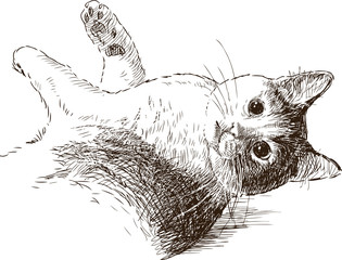sketch of playful cat 