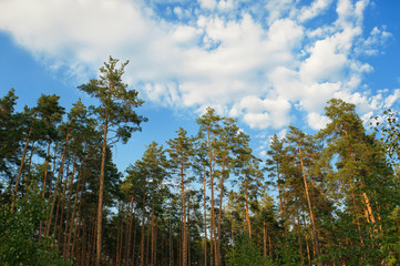 Beautiful edge of a pine forest and clouds