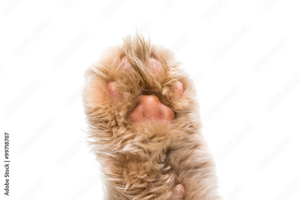 Poster cat paw isolated