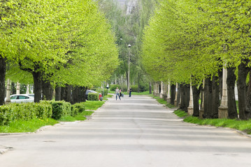 Lime Avenue at ENEA (VDNH) in spring