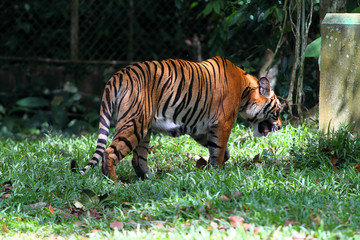 Tiger..