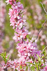 Blooming steppe almond (Prunus tenella)