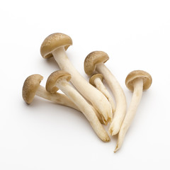 Mushroom on the isolated background.