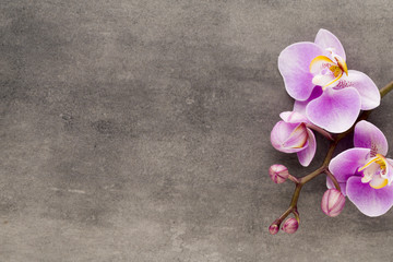 Fototapeta na wymiar Beautiful pink orchid on a gray background.