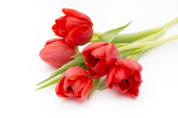 Tulips on the white background.