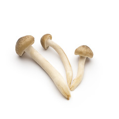 Mushroom on the isolated background.