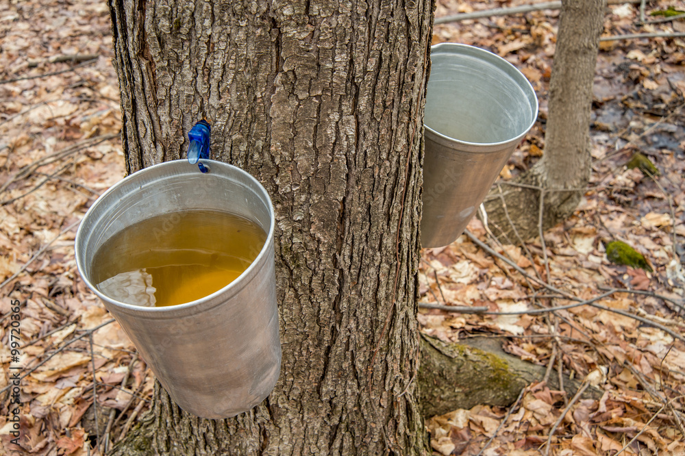 Wall mural pail used to collect sap of maple trees to produce maple syrup i