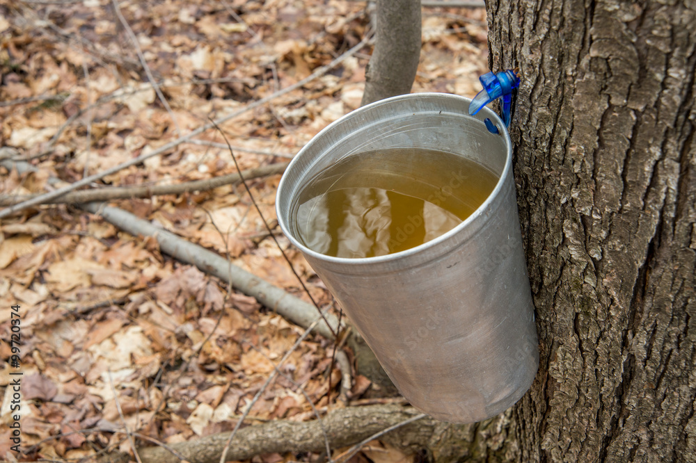 Wall mural pail used to collect sap of maple trees to produce maple syrup i