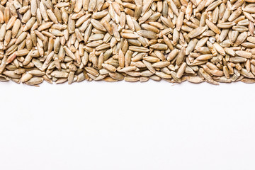 Oat seeds texture. Empty white copy space.