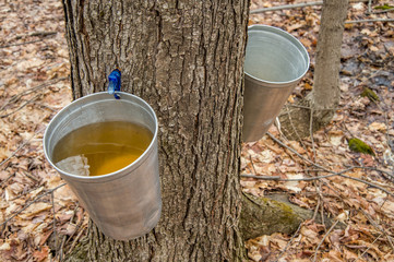 Pail used to collect sap of maple trees to produce maple syrup i - obrazy, fototapety, plakaty