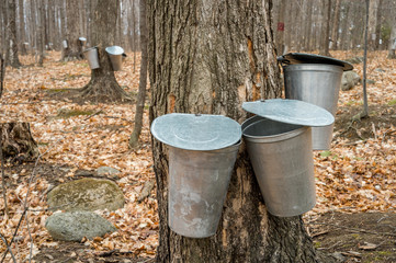 Fototapeta premium several buckets used to collect sap of maple trees to produce ma