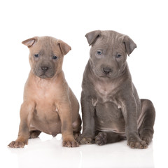 fawn and grey thai ridgeback puppies posing together