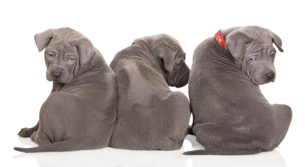 three thai ridgeback puppies backs © otsphoto