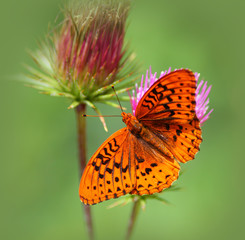 Great Spangled Fritillary Butterfly