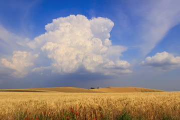 RURAL LANDSCAPE SUMMER.Between Apulia and Basilicata: hilly landscape with wheat field dominated by a cumulus cloud.ITALY