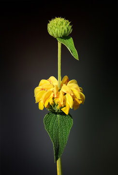 Jerusalem Sage