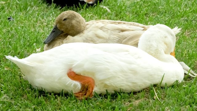 Closeup of white and mottled brown ducks sleeping on grass with background bird quack sounds, 4K 24p