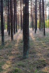 Naklejka premium game of light