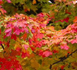closeup of autumn foliage