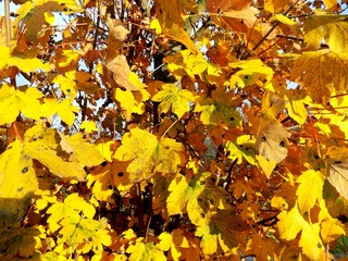 Yellow leaves on tree in autumn
