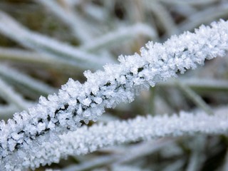 Hoarfrost on grass blade